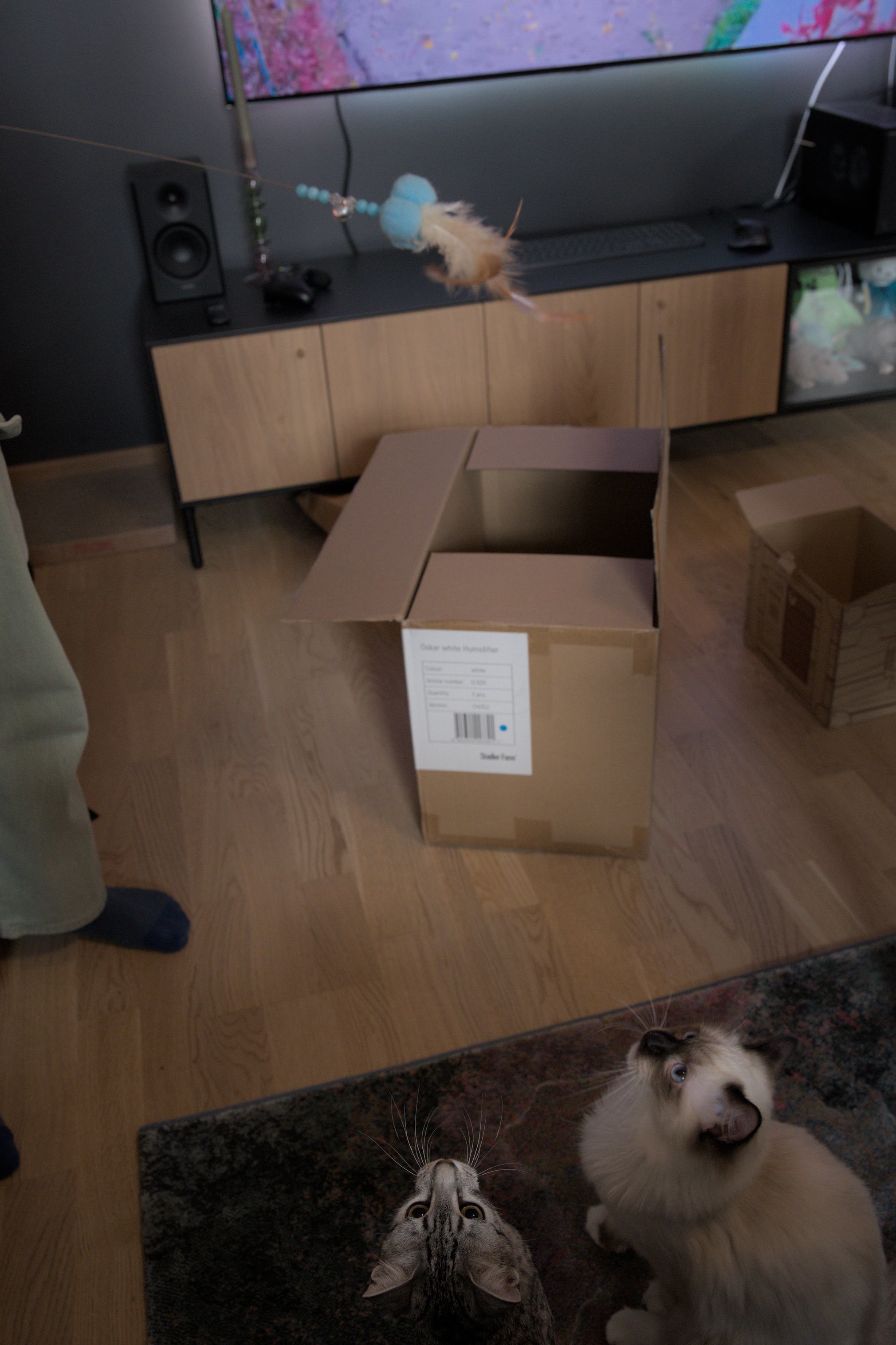 2025/10/12 - cats/DSC_0089.jpg